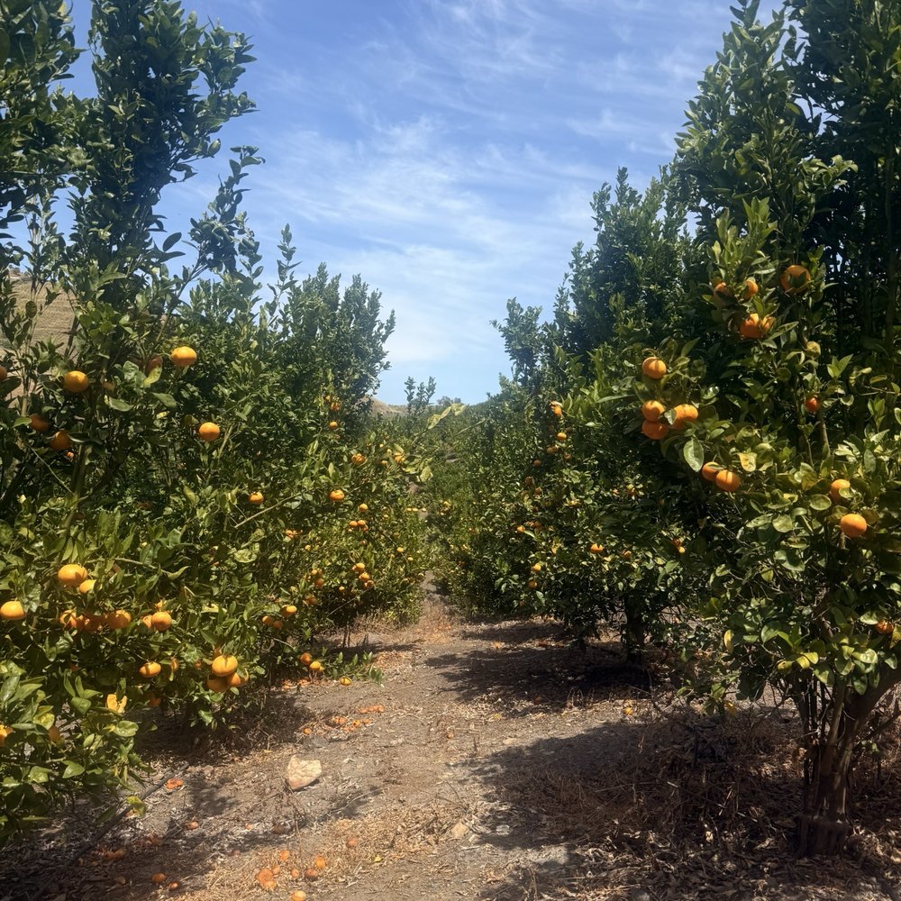 Sunmist Tangerine Farm - Tangerine Farm - Pick Your Own Farms Near Me - Temecula, California