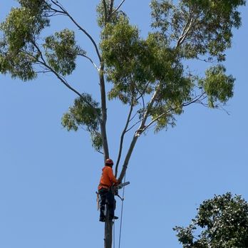 New Generation Tree Service - Tree Services Near Me New Generation Tree Service - Tree Services Near Me