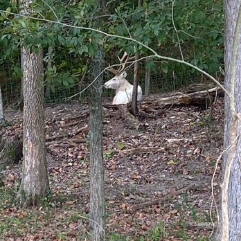 Wilstem - The majestic albino stag - Zoos Near Me - Paoli, Indiana Wilstem - The majestic albino stag - Zoos Near Me - Paoli, Indiana