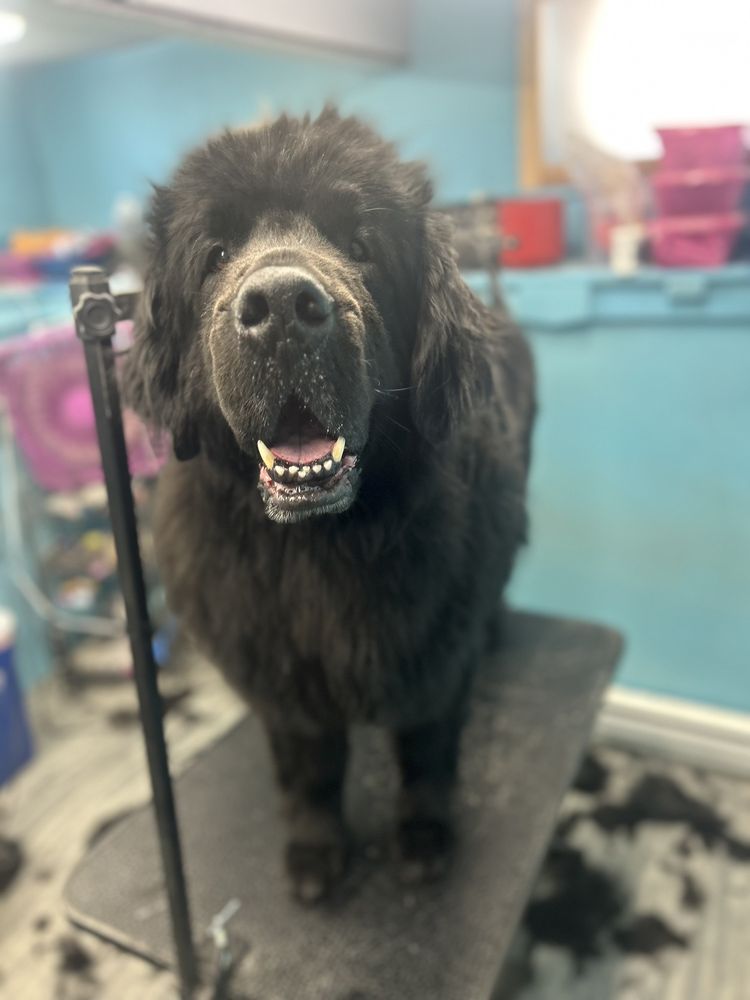 DAKINE DOG Updated May 2024 845 E Main St, Montrose, Colorado Pet