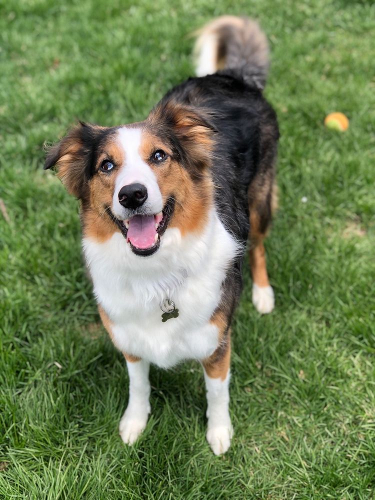 ALL 4 PAWS PET GROOMING Updated September 2024 25 Photos & 22 Reviews 340B W Maple St, New