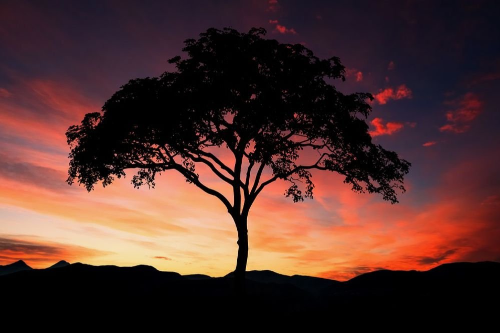 Slide of Flores Tree Service