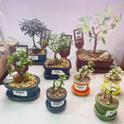 Jung Garden Center - Bonsai trees assortment