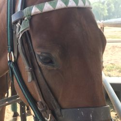 The Denver Polo Club - Gunnar is ready and so am I
