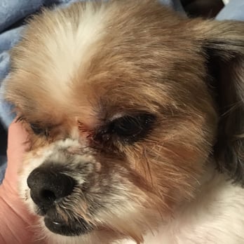 Tail and Paw Grooming - Pet Groomers Near Me - Nederland, Texas Tail and Paw Grooming - Pet Groomers Near Me - Nederland, Texas