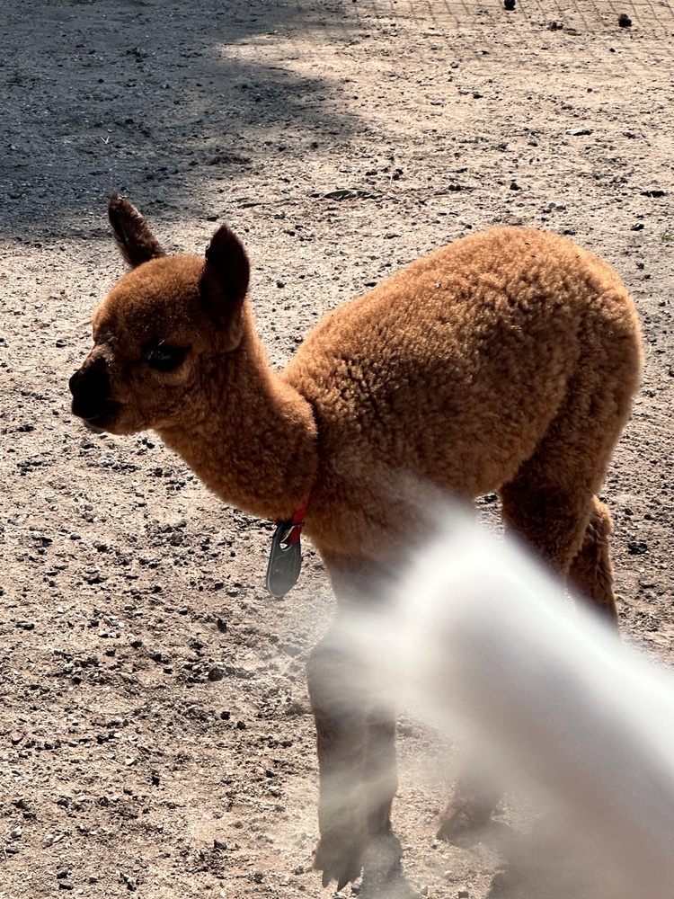 LondonDairy Alpacas Logo