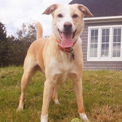 Furst Choice Pet Service - Picture of my super athlete that Sara took