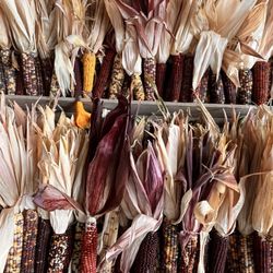 Indian corn