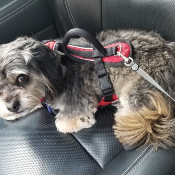 Pawsome Pets - Before photo. I forgot to take one of her standing up - Pet Groomers Near Me - Lewisville, Texas