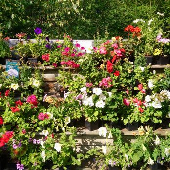 Five Acre Farm - a variety of potted flowers - Desserts Near Me - Kennebunkport, Maine Five Acre Farm - a variety of potted flowers - Desserts Near Me - Kennebunkport, Maine