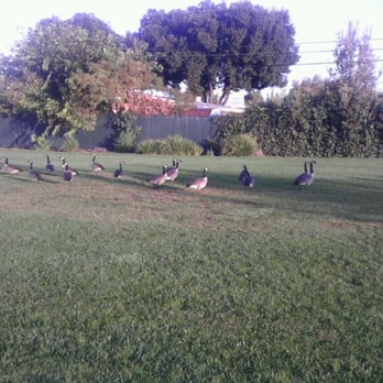 Fairwood Park - Lots of geese in the early mornings .. - Parks Near Me - Sunnyvale, California Fairwood Park - Lots of geese in the early mornings .. - Parks Near Me - Sunnyvale, California
