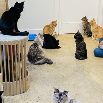 KitTea - Pet Adoption Near Me - San Francisco, California