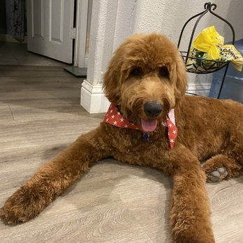 Sunny Paws Plus - Dog - Pet Groomers Near Me - Carmichael, California Sunny Paws Plus - Dog - Pet Groomers Near Me - Carmichael, California