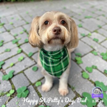 Gen B Happy Paws - Pet Sitting Near Me