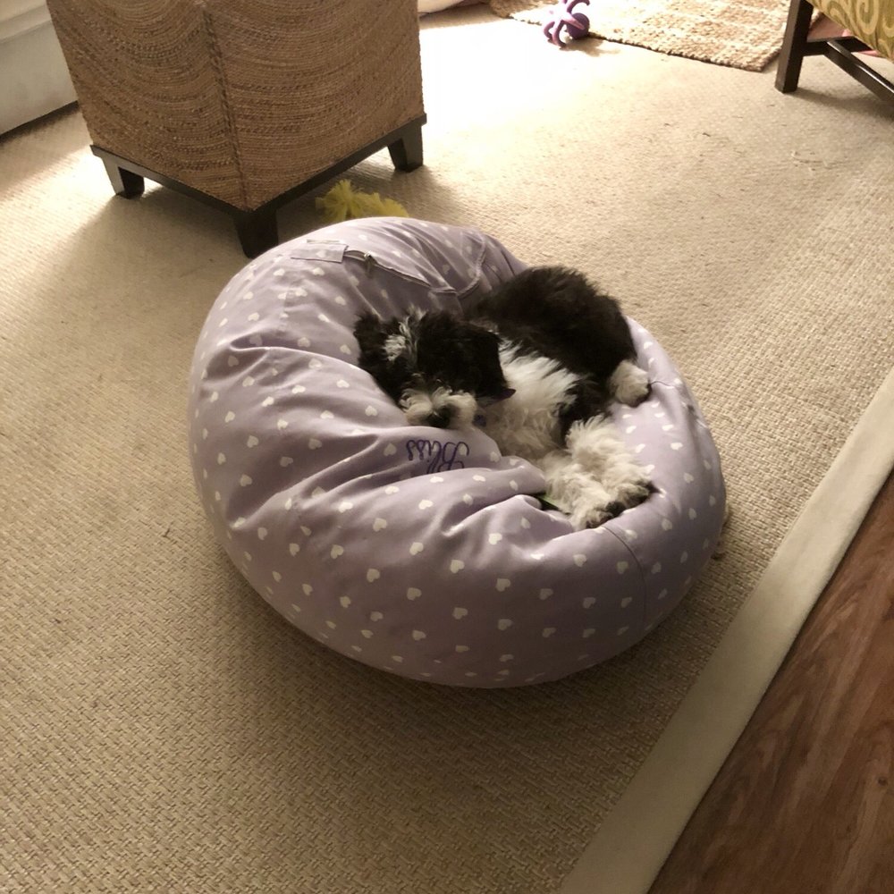Karma Dog Training - Bean bag for a toddler or perfect dog bed?! - Pet Training Near Me - Austin, Texas Karma Dog Training - Bean bag for a toddler or perfect dog bed?! - Pet Training Near Me - Austin, Texas