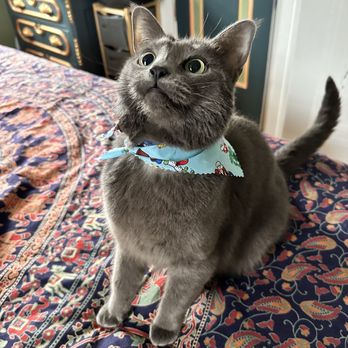 All Paw Spa - Cat after her flea bath - Pet Groomers Near Me - Ferndale, Michigan