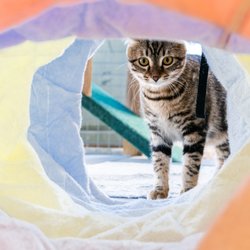 Winding Creek Kennels - Our luxury cat condos are perfect for your furry best friend!