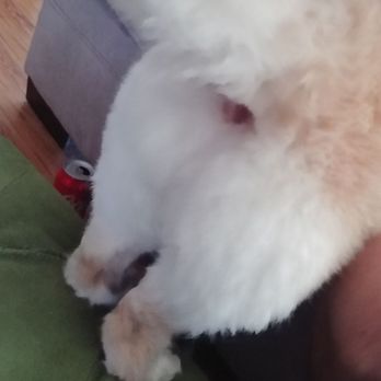 K9 Loft - Pantaloons are cotton clouds. - Pet Groomers Near Me - Pasadena, California