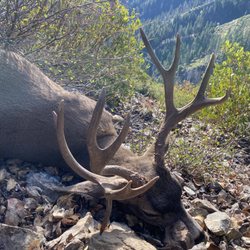 The Trinity Fork Columbian blacktail buck that gave us our name.