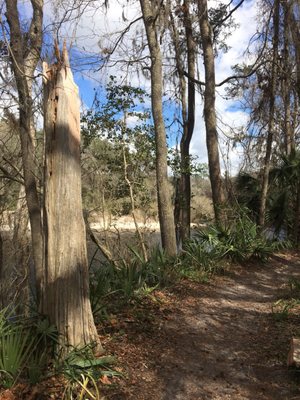 Suwannee River State Park by null