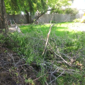 New Growth Tree Care - Tree trim and brush removal - Tree Services Near Me - Saint Paul, Minnesota New Growth Tree Care - Tree trim and brush removal - Tree Services Near Me - Saint Paul, Minnesota