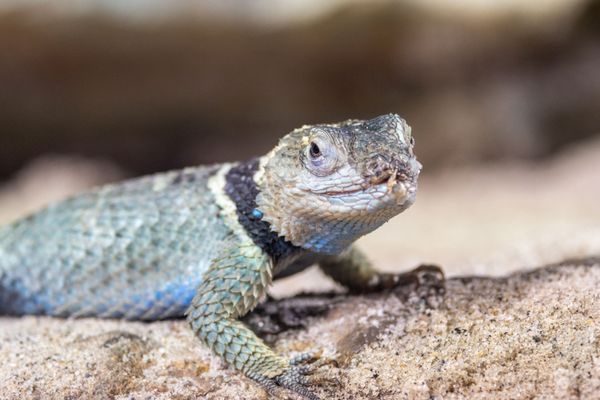 Oakland Zoo by null