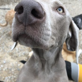 ruff n it doggie daycare