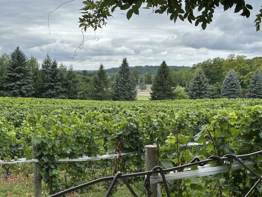 Bowers Harbor Vineyards by null