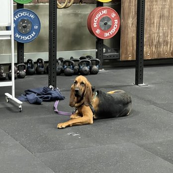 CrossFit Felix - Cutest doggies add to the nice atmosphere! - Interval Training Gyms Near Me - Seattle, Washington CrossFit Felix - Cutest doggies add to the nice atmosphere! - Interval Training Gyms Near Me - Seattle, Washington