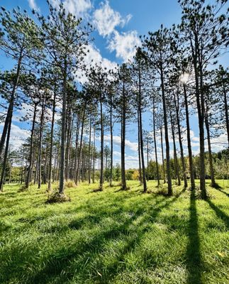 Conifer Walk by null