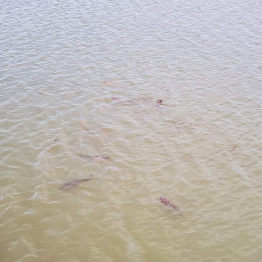 Flying Fish - Fish swimming underneath the patio - Seafood Near Me - Coppell, Texas Flying Fish - Fish swimming underneath the patio - Seafood Near Me - Coppell, Texas