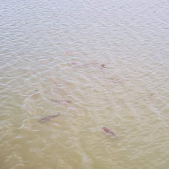 Flying Fish - Fish swimming underneath the patio - Seafood Near Me - Coppell, Texas