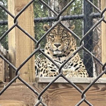 Monterey Zoo - Leopard - Zoos Near Me - Salinas, California Monterey Zoo - Leopard - Zoos Near Me - Salinas, California