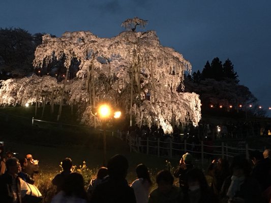 Miharu Takizakura by null