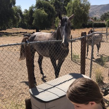 Three Wishes Farm - My happy horse at three wishes - Horseback Riding Near Me - Santa Rosa Valley, California Three Wishes Farm - My happy horse at three wishes - Horseback Riding Near Me - Santa Rosa Valley, California