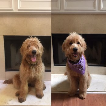 Dandy Dogs Pet Spa - Before and after - Pet Groomers Near Me - Smyrna, Georgia Dandy Dogs Pet Spa - Before and after - Pet Groomers Near Me - Smyrna, Georgia