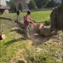 Senica's Tree Service