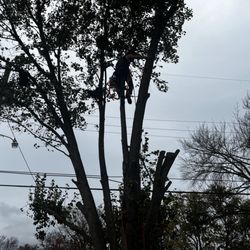 2 Girls 1 Chainsaw