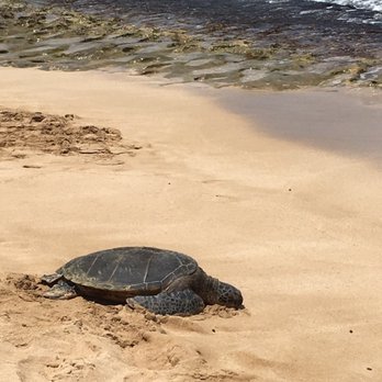 Laniakea Beach - Beaches Near Me - Haleiwa, Hawaii