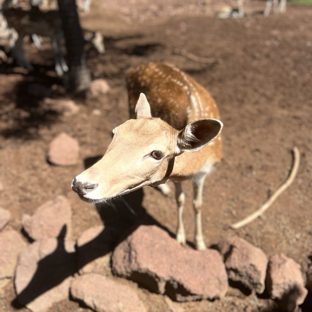 Grand Canyon Deer Farm - Zoos Near Me - Williams, Arizona Grand Canyon Deer Farm - Zoos Near Me - Williams, Arizona