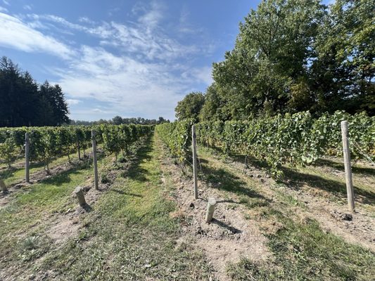 Buttonwood Grove Winery by null