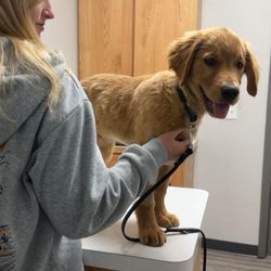 Wilvet South Animal Hospital - Two days after ALMOST being put down.