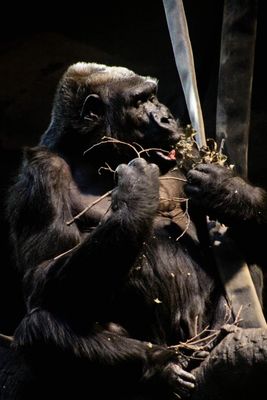 Omaha's Henry Doorly Zoo and Aquarium by null