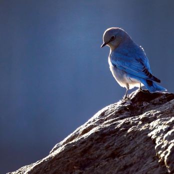 Fish Lake National Forest - Mountain Bluebirds were everywhere!! Been chasing these guys for years and finally got to see them! - Hiking Near Me - Loa, Utah Fish Lake National Forest - Mountain Bluebirds were everywhere!! Been chasing these guys for years and finally got to see them! - Hiking Near Me - Loa, Utah