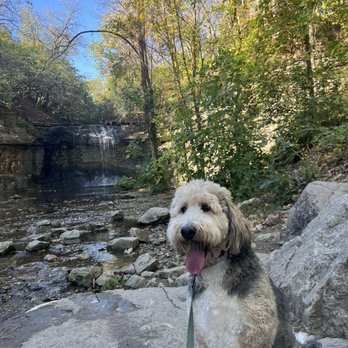 Tranquil Pax Dog Training - Pet Training Near Me