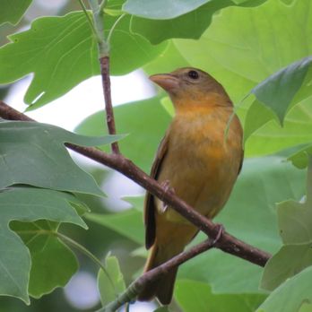 Beckley Creek Park - Summer Tanager - Parks Near Me - Louisville, Kentucky