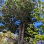 Photo of Landmark Tree Care