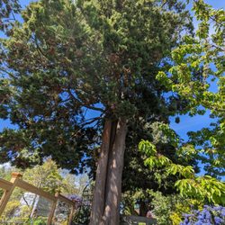 Landmark Tree Care - The evergreen tree has no dead branches hanging etc. after the crew cleaned out the deadwood.