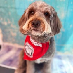 The Waggin' Wagon Giftly Email, Text or Print, 2990 Rivergreen