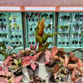 Florahound - Nurseries & Gardening Near Me - Sherman Oaks, California Florahound - Nurseries & Gardening Near Me - Sherman Oaks, California